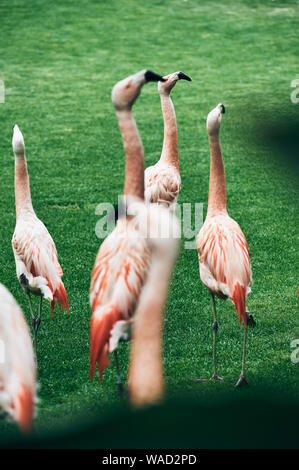 Schöne ungewöhnliche Flamingos auf dünnen Beinen mit Neugier anheben Schnäbel in Teneriffa Stockfoto