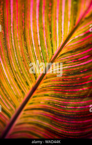 Bunte canna Blatt mit Pink, Orange und Grün Streifen im dramatischen full frame Close-up von tropischen Sonne mit Hintergrundbeleuchtung Stockfoto