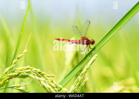 Scarlet Skimmer (Crocothemis servilia) im Sommer Reisfeld, Utsunomiya City, Präfektur Tochigi, Japan Stockfoto