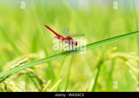 Scarlet Skimmer (Crocothemis servilia) im Sommer Reisfeld, Utsunomiya City, Präfektur Tochigi, Japan Stockfoto