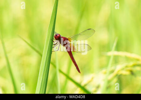 Scarlet Skimmer (Crocothemis servilia) im Sommer Reisfeld, Utsunomiya City, Präfektur Tochigi, Japan Stockfoto