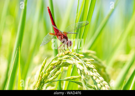 Scarlet Skimmer (Crocothemis servilia) im Sommer Reisfeld, Utsunomiya City, Präfektur Tochigi, Japan Stockfoto