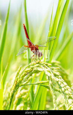 Scarlet Skimmer (Crocothemis servilia) im Sommer Reisfeld, Utsunomiya City, Präfektur Tochigi, Japan Stockfoto