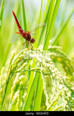 Scarlet Skimmer (Crocothemis servilia) im Sommer Reisfeld, Utsunomiya City, Präfektur Tochigi, Japan Stockfoto