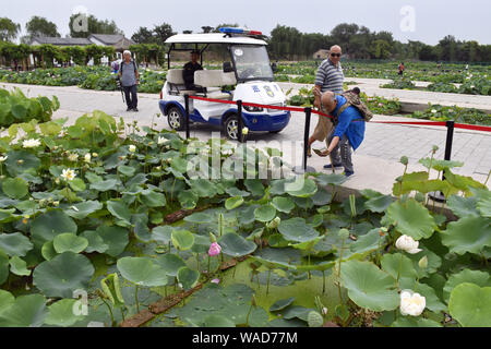 Ein Lotus Blume, deren Saatgut für vielleicht Hunderte von Jahre schlafend gewesen war, steht in voller Blüte an der Lotus Pool der alte Sommerpalast, oder Yuanmingyua Stockfoto