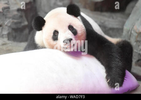 Der Panda Lange Lange liegt auf einem riesigen eisblock an Chimelong Safari Park in Guangzhou City, die südchinesische Provinz Guangdong, 12. Juli 2 abkühlen lassen Stockfoto