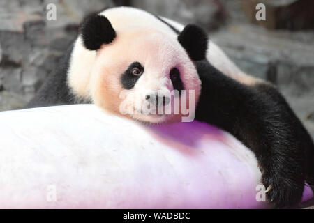 Der Panda Lange Lange liegt auf einem riesigen eisblock an Chimelong Safari Park in Guangzhou City, die südchinesische Provinz Guangdong, 12. Juli 2 abkühlen lassen Stockfoto