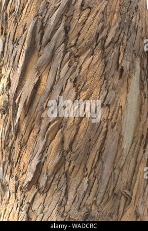 Eukalyptus Baum Rinde am Stamm. Textur Detail Nahaufnahme Stockfoto