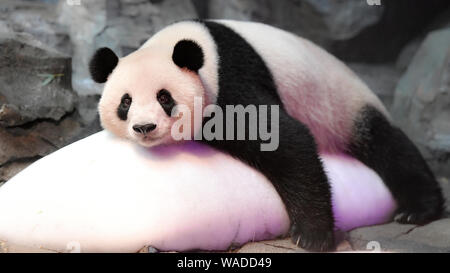 Der Panda Lange Lange liegt auf einem riesigen eisblock an Chimelong Safari Park in Guangzhou City, die südchinesische Provinz Guangdong, 12. Juli 2 abkühlen lassen Stockfoto