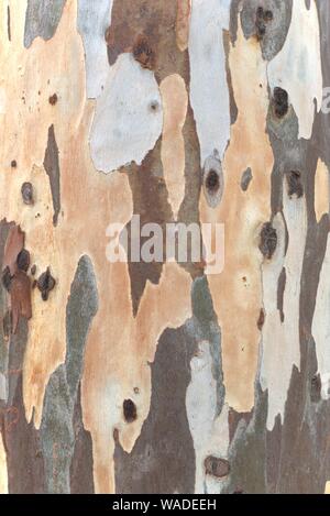 Eukalyptus Baumstamm. Textur Detail Nahaufnahme. Stockfoto