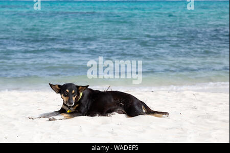 Hund am Strand, an einem sonnigen Morgen beobachtet seine Umgebung. In den Blue Hills auf Provenciales gelegen, in Turks- und Caicosinseln. Stockfoto