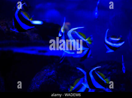 Schöne Gruppe von Meer Fische auf der Kamera unter Wasser unter Dunkelblau Naturkulisse des Ozeans oder Aquarium. Unterwasser bunte Fische Stockfoto