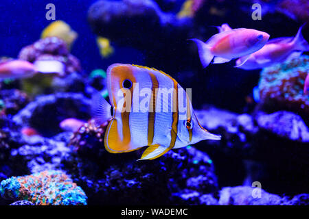 Schöne Gruppe von Meer Fische auf der Kamera unter Wasser unter Dunkelblau Naturkulisse des Ozeans oder Aquarium. Unterwasser bunte Fische Stockfoto