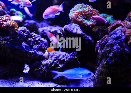 Schöne Gruppe von Meer Fische auf der Kamera unter Wasser unter Dunkelblau Naturkulisse des Ozeans oder Aquarium. Unterwasser bunte Fische Stockfoto