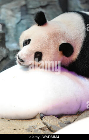Der Panda Lange Lange liegt auf einem riesigen eisblock an Chimelong Safari Park in Guangzhou City, die südchinesische Provinz Guangdong, 12. Juli 2 abkühlen lassen Stockfoto