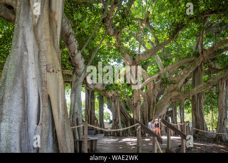 Ehe Vorschlag unter der riesigen hoch aufragenden banyan Baum unter der Jupiter Inlet Leuchtturm in Jupiter, Palm Beach County, Florida. (USA) Stockfoto