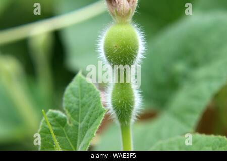 Ein neues Baby Flasche Kürbis wächst aus einer Blüte Stockfoto