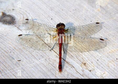 Auf der Suche nach unten auf eine Rote Libelle sitzt auf einem Holzdeck Stockfoto