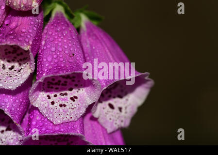 Nahaufnahme einer blühender Fingerhut Blume mit rosa Blütenkelch im Frühjahr und Tautropfen Stockfoto