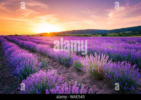 Unter den roten Farben des Sonnenuntergangs Sommer blühenden Lavendel Feld Stockfoto