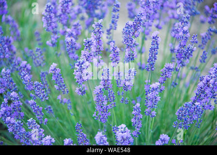 Nahaufnahme von lavendelblüten in einem Lavendelfeld Stockfoto
