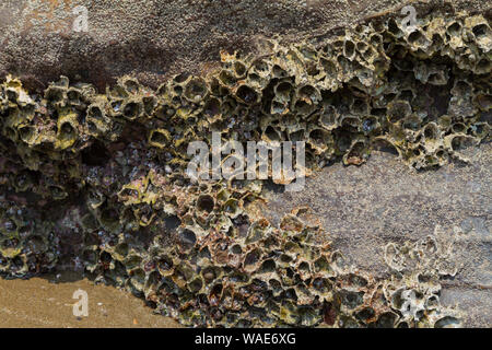 Viele marine Schalen an der Oberfläche auf den Stein fest am Ufer in Indien, Goa. Close Up. Strukturierten Hintergrund. Stockfoto