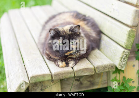 Britisch Kurzhaar Katze liegend auf weißer Tisch. Auf der Suche bei copy-Platz. Banner Stockfoto