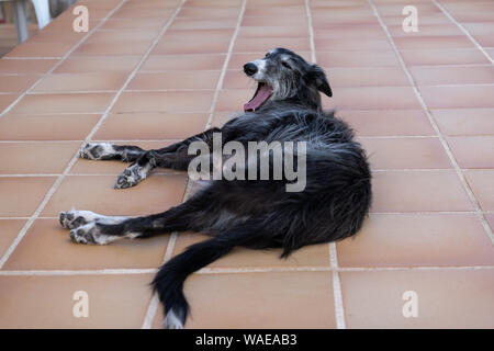 Schwarzer Windhund im Boden in einem gefliesten Boden liegen Stockfoto