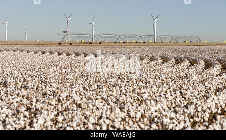 Bewässerungsanlagen und Windkraftanlagen in einem ausgereiften Cotton Field Stockfoto