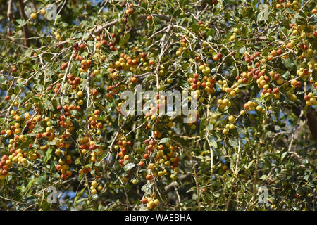 Christi Thorn jujube Baum, Ziziphus Spina-Christi Stockfoto