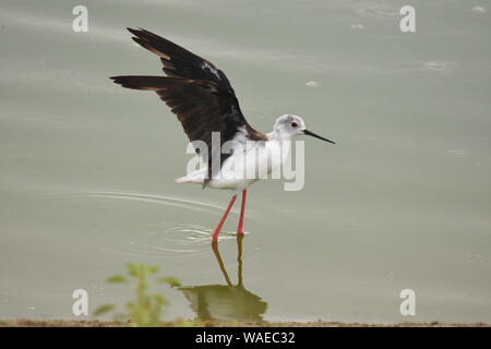 Stelzenläufer in seichtem Wasser Stockfoto