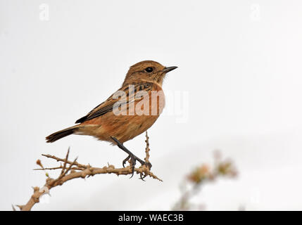 Weibliche Schwarzkehlchen auf Dorn Stockfoto