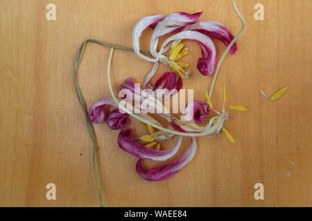 Einige getrocknete Tulpen Blumen Stockfoto