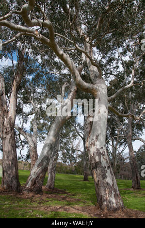 Reifen River Red Gums (Eucalyptus camaldulensis) am Yarra Bend, Melbourne, Australien Stockfoto