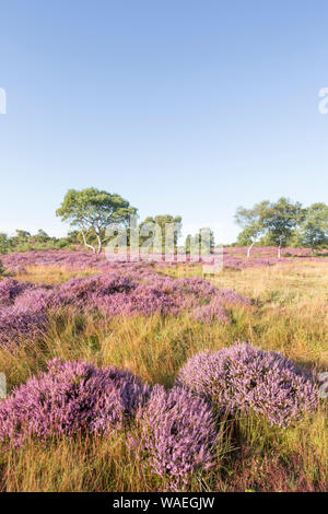 Westleton Heide National Nature Reserve, durch die Norfolk Wildlife Trust, Suffolk, England, Großbritannien, verwaltet Stockfoto