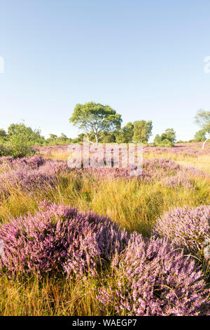 Westleton Heide National Nature Reserve, durch die Norfolk Wildlife Trust, Suffolk, England, Großbritannien, verwaltet Stockfoto