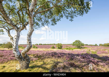 Westleton Heide National Nature Reserve, durch die Norfolk Wildlife Trust, Suffolk, England, Großbritannien, verwaltet Stockfoto