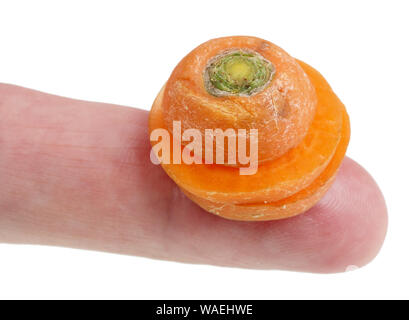 In Zukunft werden wir dieses Konzept - kleine hässliche schlecht Karotte Schichten mit der Hand essen. Auf weissem studio Makro isoliert Stockfoto