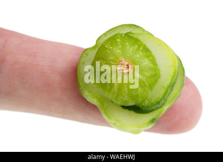 In Zukunft werden wir dieses Konzept - kleine hässliche schlecht Gurke Gemüse Schichten mit der Hand essen. Auf weissem studio Makro isoliert Stockfoto