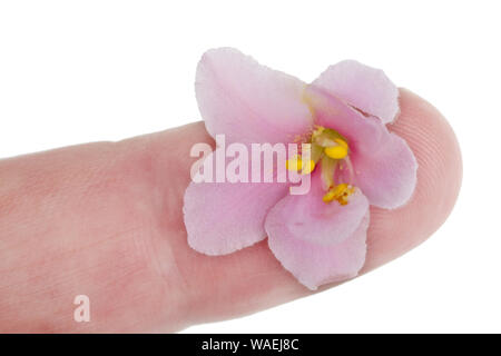 Eine sanfte rosa violett Blume liegt auf dem Finger einer menschlichen Hand. Auf weissem Makro isoliert Stockfoto