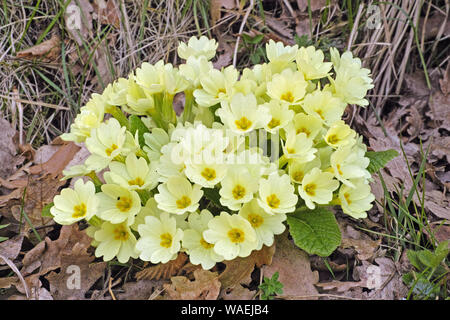 Anlage von Primrose in voller Blüte Stockfoto