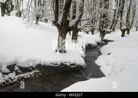 Otzarreta Buchenwald im Winter, Gorbea Natural Park, Vizcaya, Spanien Stockfoto