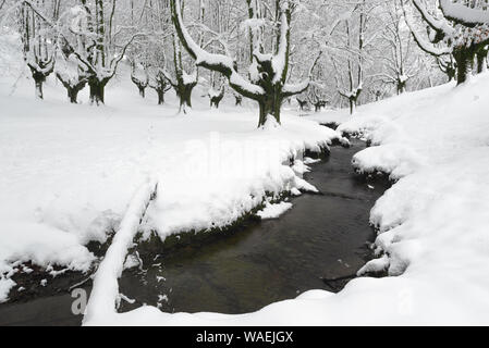 Otzarreta Buchenwald im Winter, Gorbea Natural Park, Vizcaya, Spanien Stockfoto