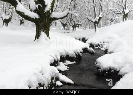 Otzarreta Buchenwald im Winter, Gorbea Natural Park, Vizcaya, Spanien Stockfoto