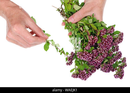 Eine ältere Frau mit einem Blumenstrauß der frischen Oregano Majoran Blumen in den Händen. Auf weissem studio Konzept isoliert Stockfoto