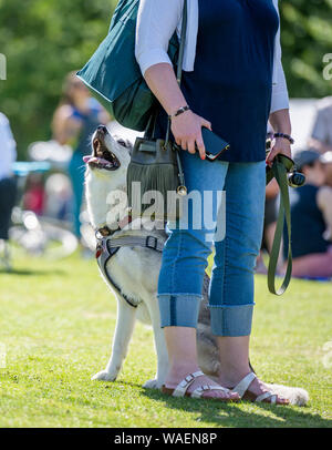Eine Frau in einem T-Shirt und Jeans eine klassische Farbe Husky Hund an der Leine in einer Lichtung des Grases mit anderen Menschen sitzen und entspannen auf dem Gras o Stockfoto