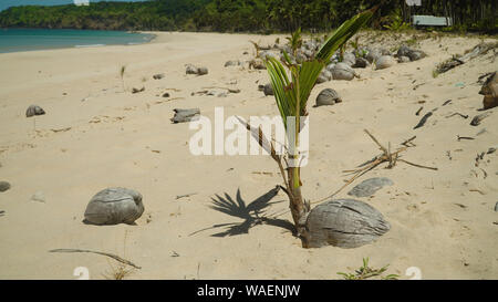 Kokosnuss keimen wächst an einem tropischen Strand. Sommer und Reisen Urlaub Begriff Stockfoto