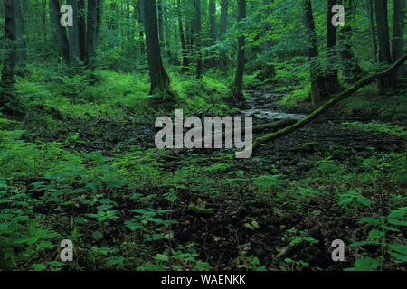 Auwald im Sommer. Cisowa Naturpark, Gdynia, Polen Stockfoto