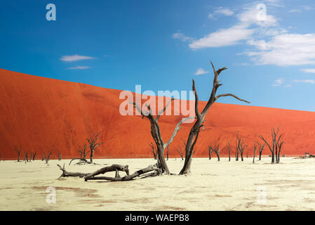 Totes kamel Dornenbäumen und die roten Dünen des Deadvlei in Namibia Stockfoto