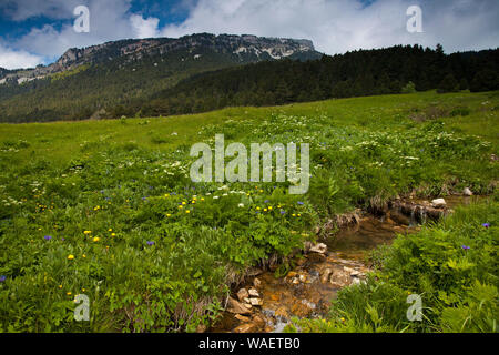 Alpine Wilde Blumenwiese Tal de Combeau Regionaler Naturpark Vercors Vercors Frankreich Stockfoto